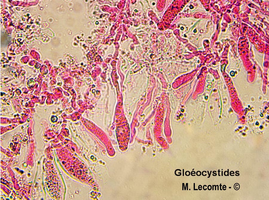 Megalocystidium leucoxanthum
