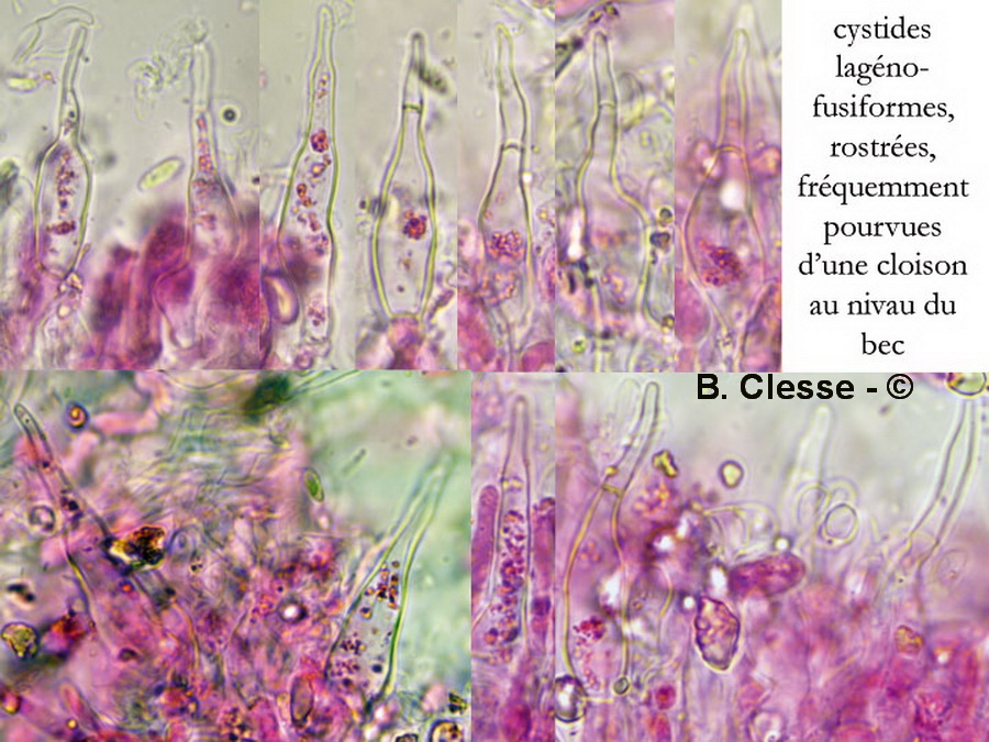 Megalocystidium luridum