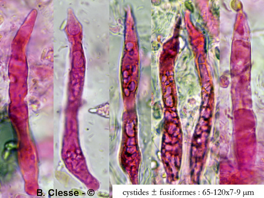 Megalocystidium luridum