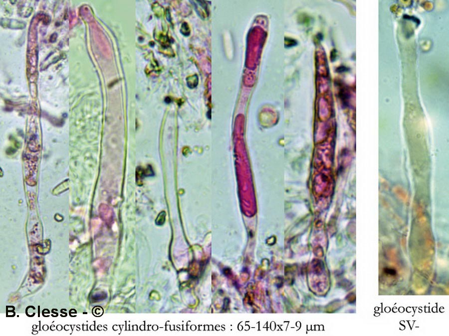 Megalocystidium luridum