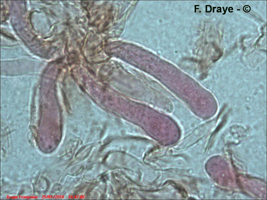 Melanoleuca decembris