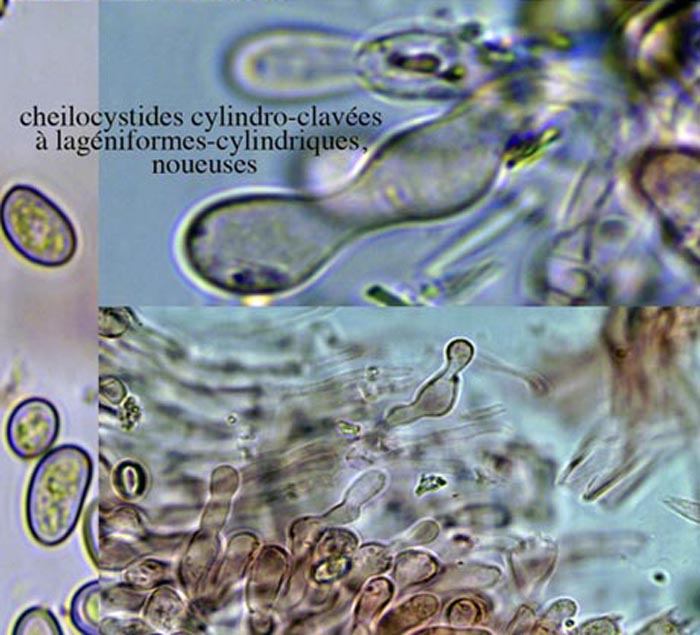 Meottomyces dissimulans (Phaeogalera dissimulans)