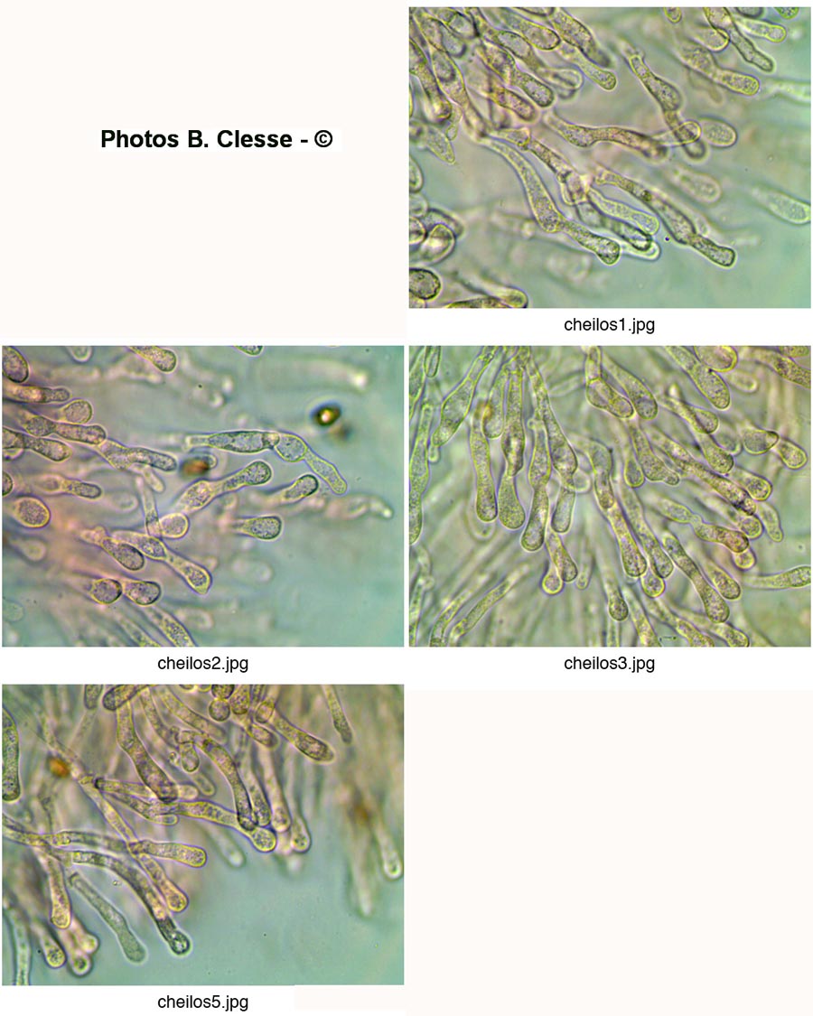 Meottomyces dissimulans (Phaeogalera dissimulans)