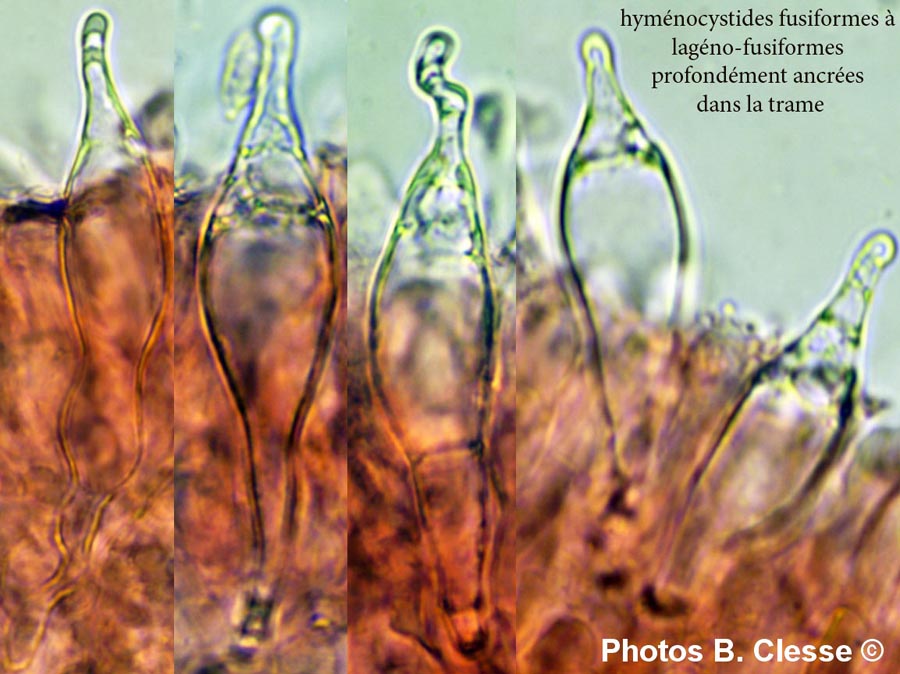 Mycena adonis (Atheniella adonis)