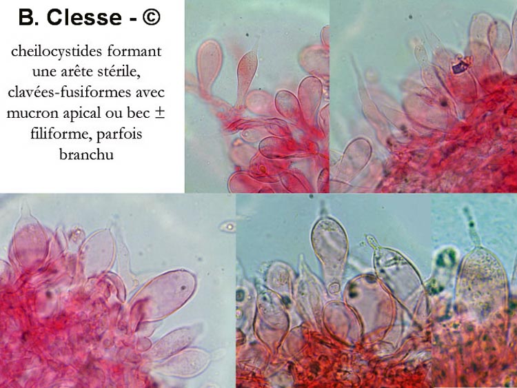 Mycena abramsii