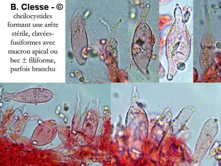 Mycena abramsii