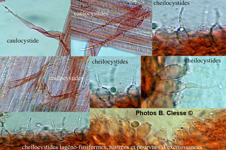 Mycena tenerrima (Mycena adscendens)