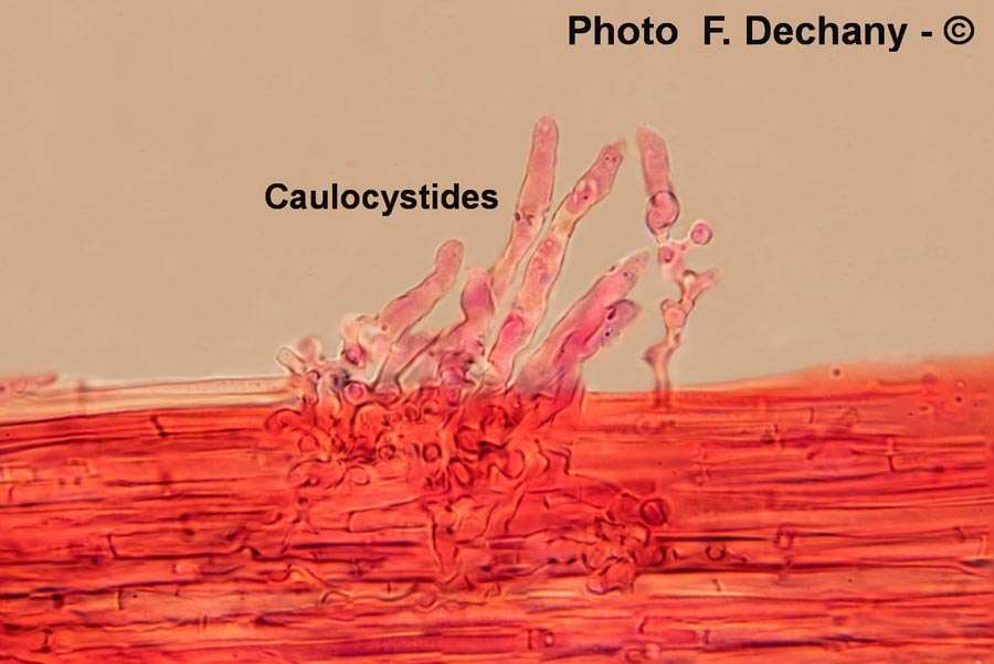 Mycena alba (Phloeomana alba)