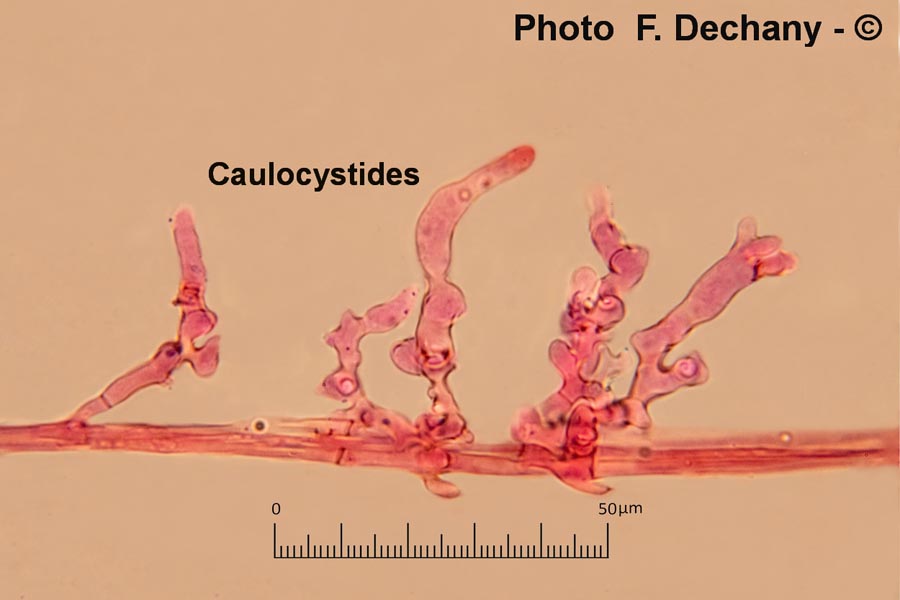 Mycena alba (Phloeomana alba)