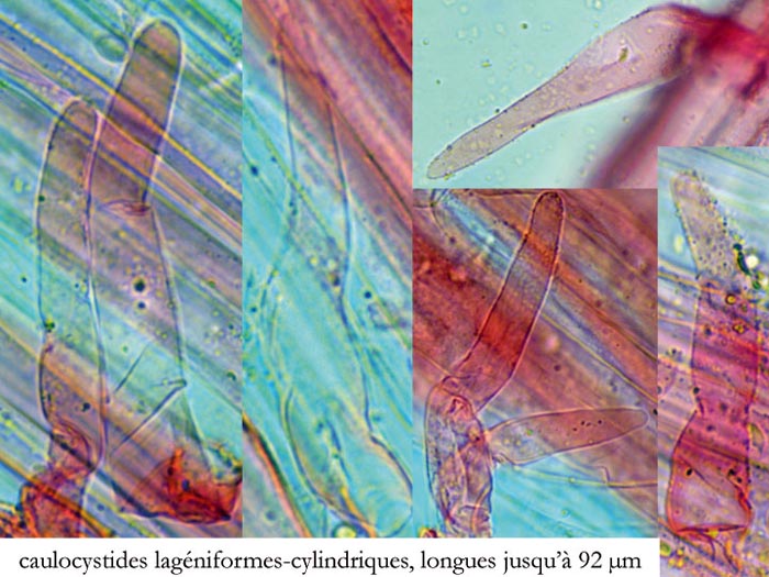 Mycena amicta