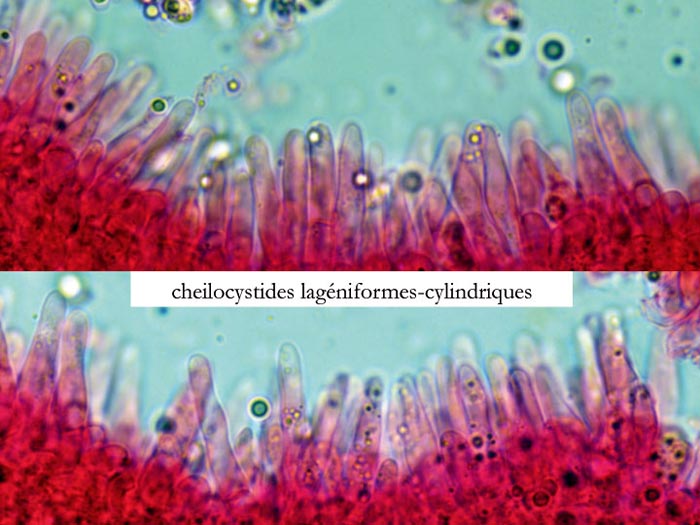 Mycena amicta