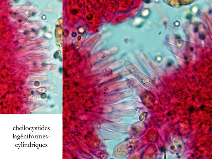 Mycena amicta