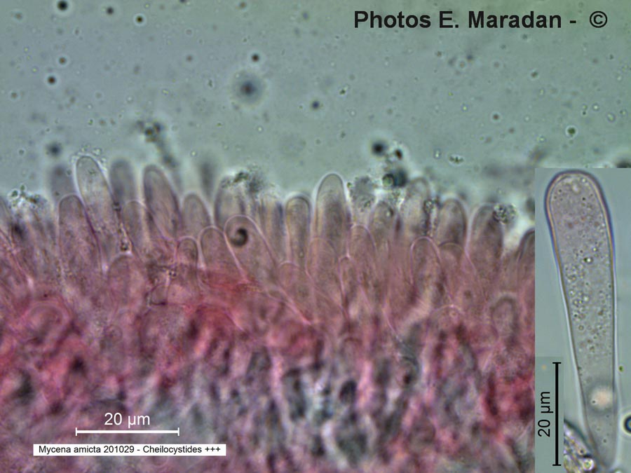 Mycena amicta