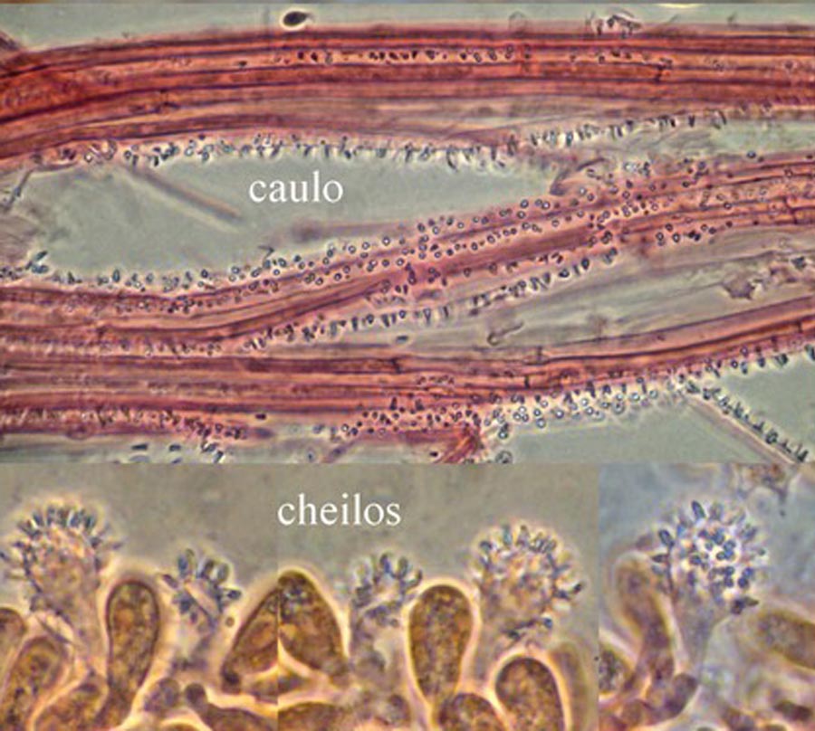 Mycena capillaris