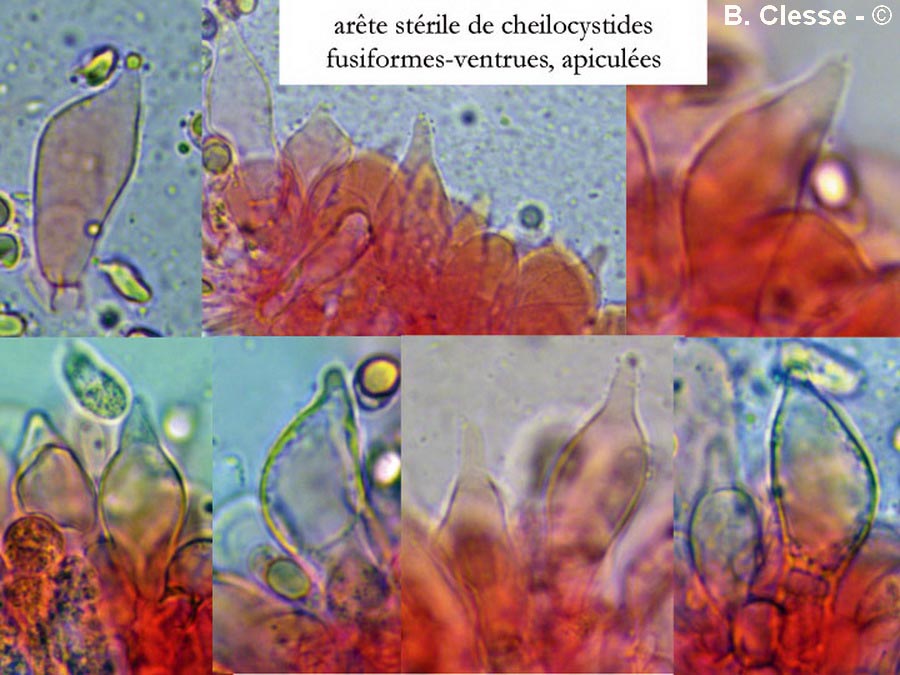 Mycena citrinomarginata