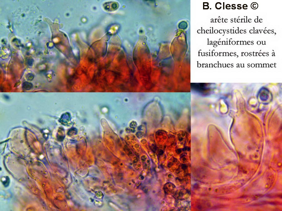 Mycena citrinomarginata