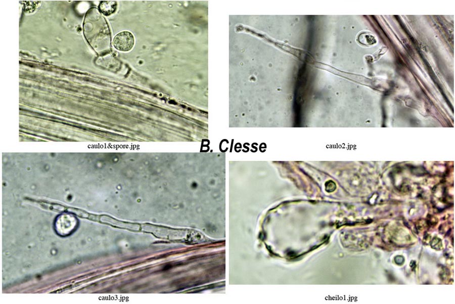 Mycena clavularis