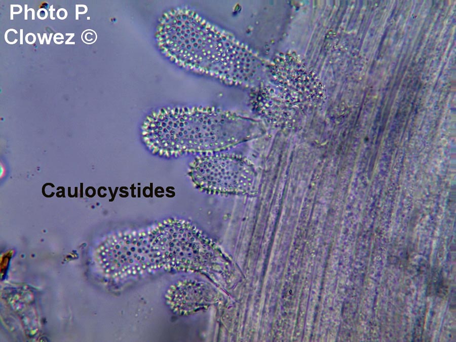 Mycena corynephora