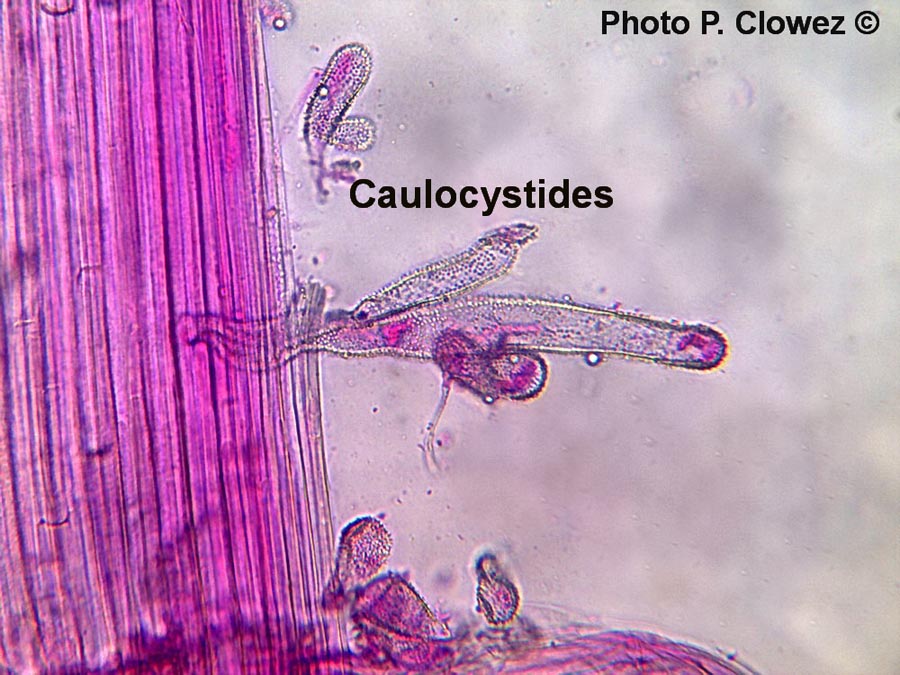 Mycena corynephora