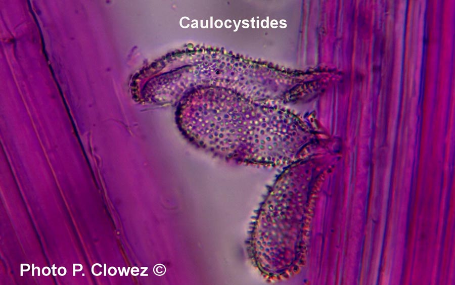 Mycena corynephora