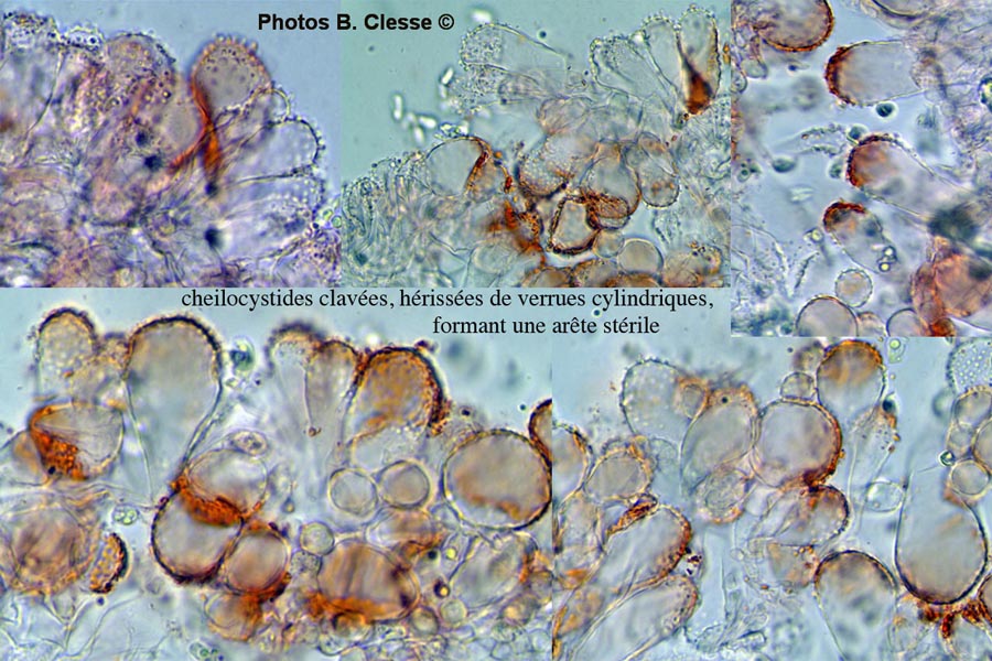 Mycena flavescens