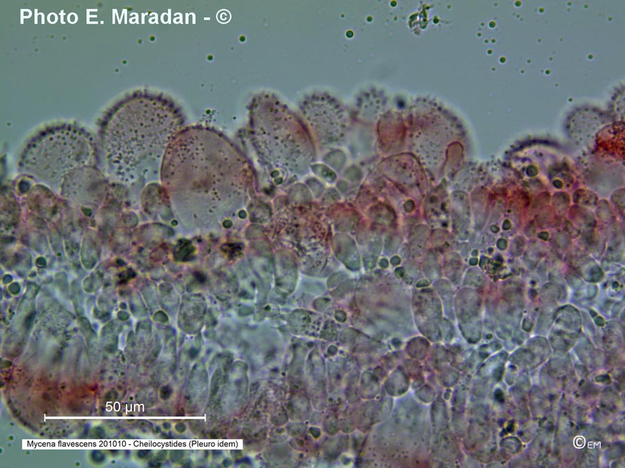 Mycena flavescens