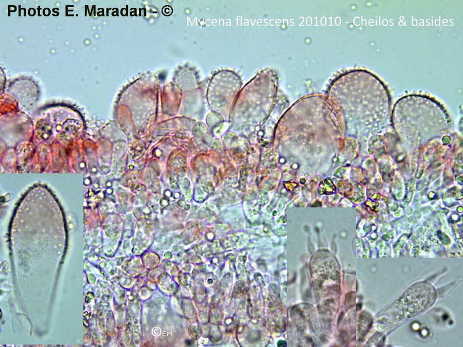 Mycena flavescens