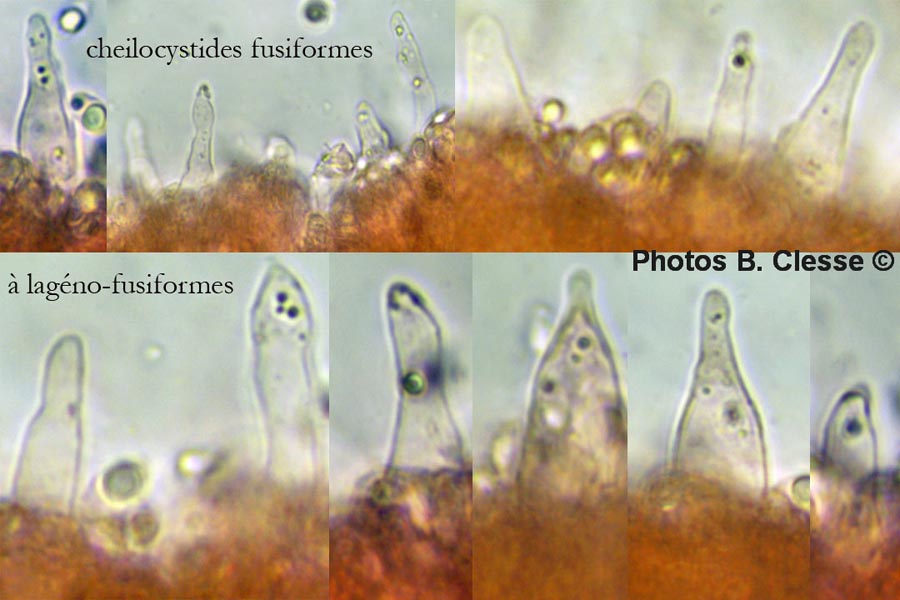 Mycena flavoalba