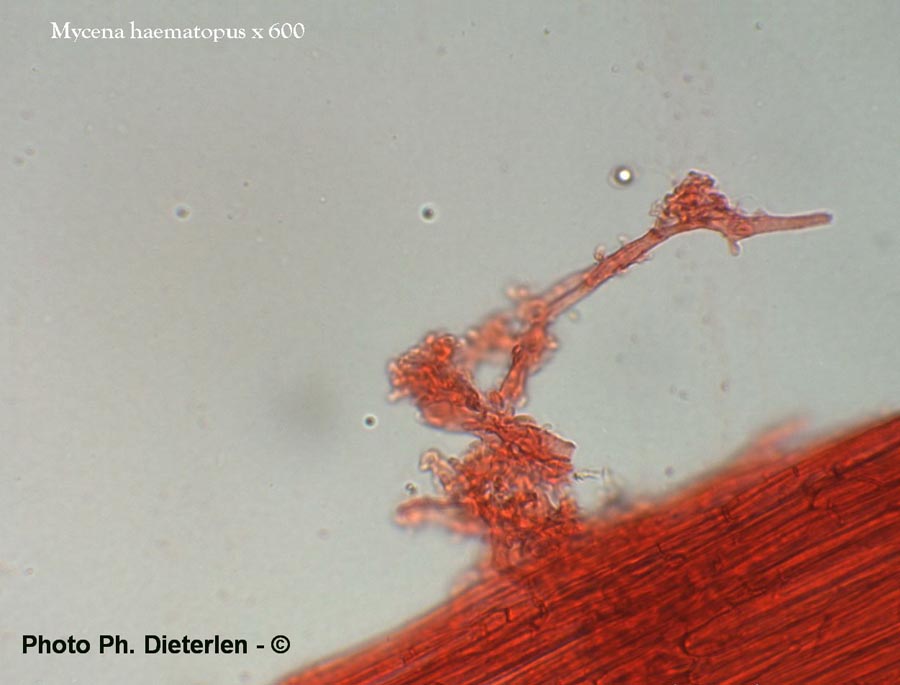 Mycena haematopus