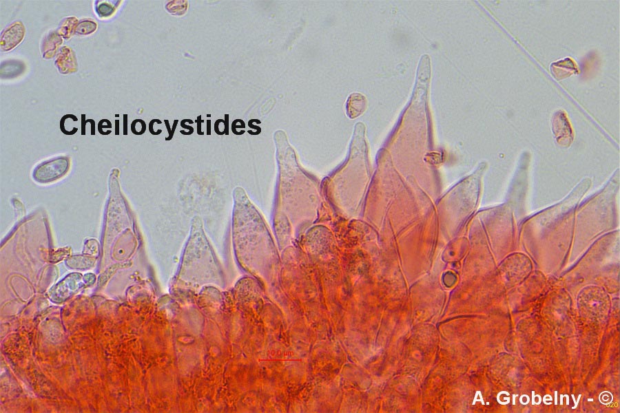 Mycena niveipes