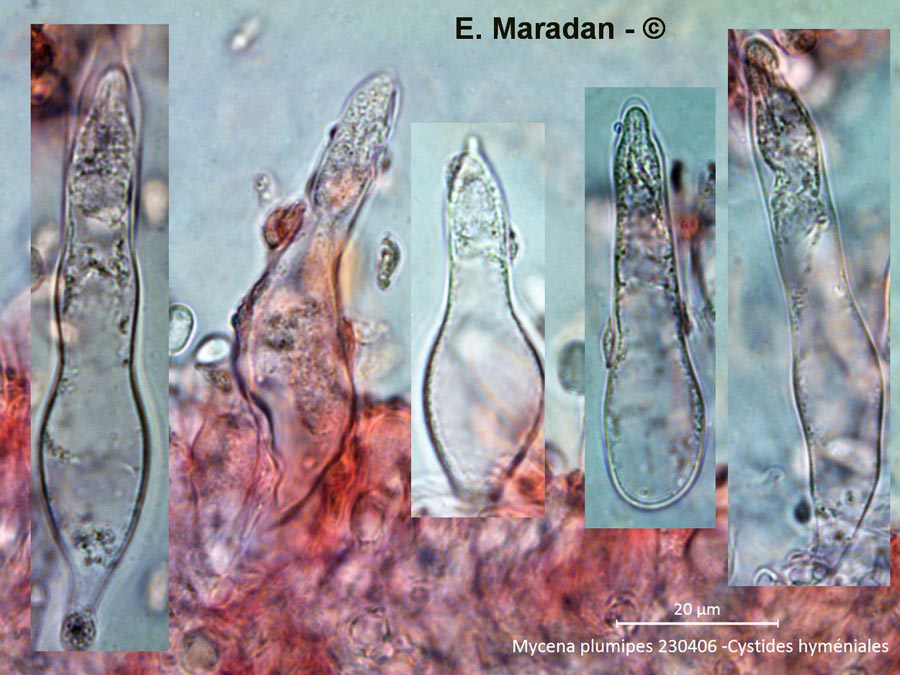 Mycena plumipes (Mycena strobilicola)