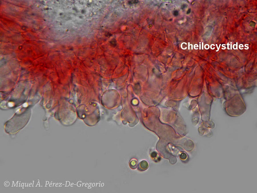 Mycena roseoquercina