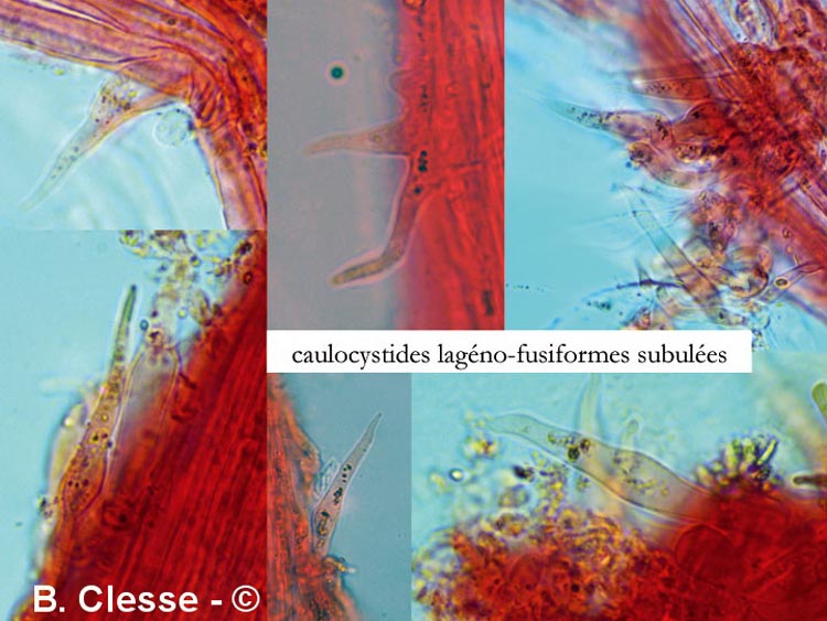 Mycena sanguinolenta