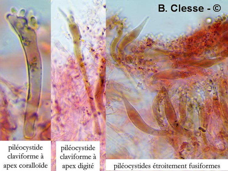 Mycena sanguinolenta