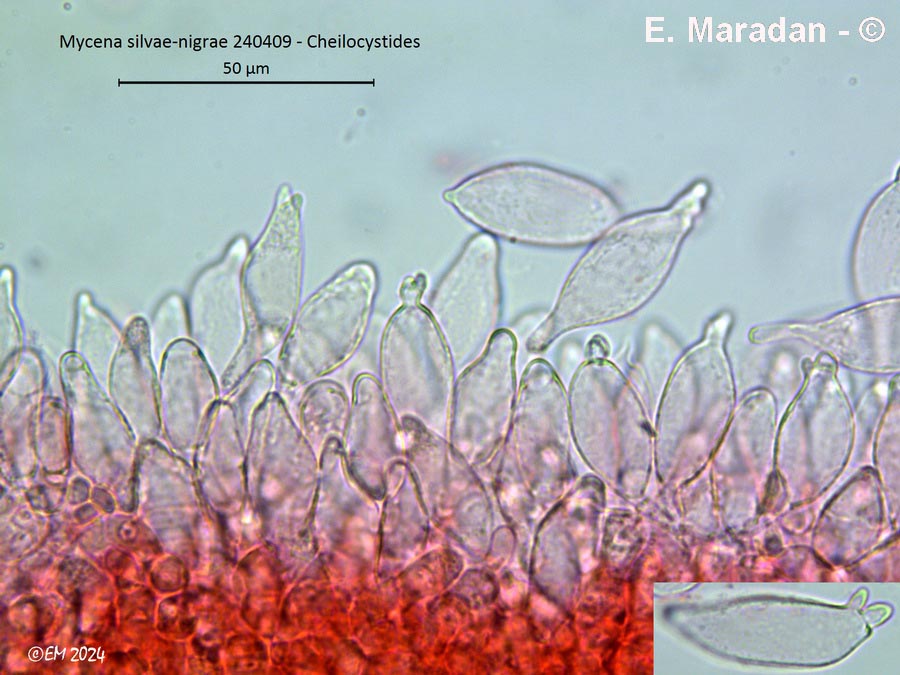 Mycena silvae-nigrae