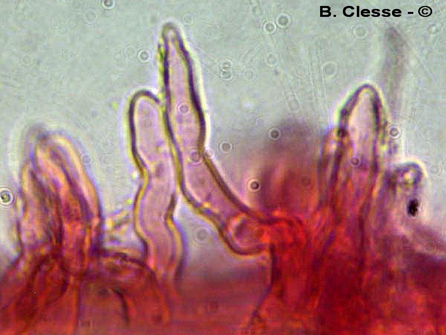 Mycena speirea fo. candida