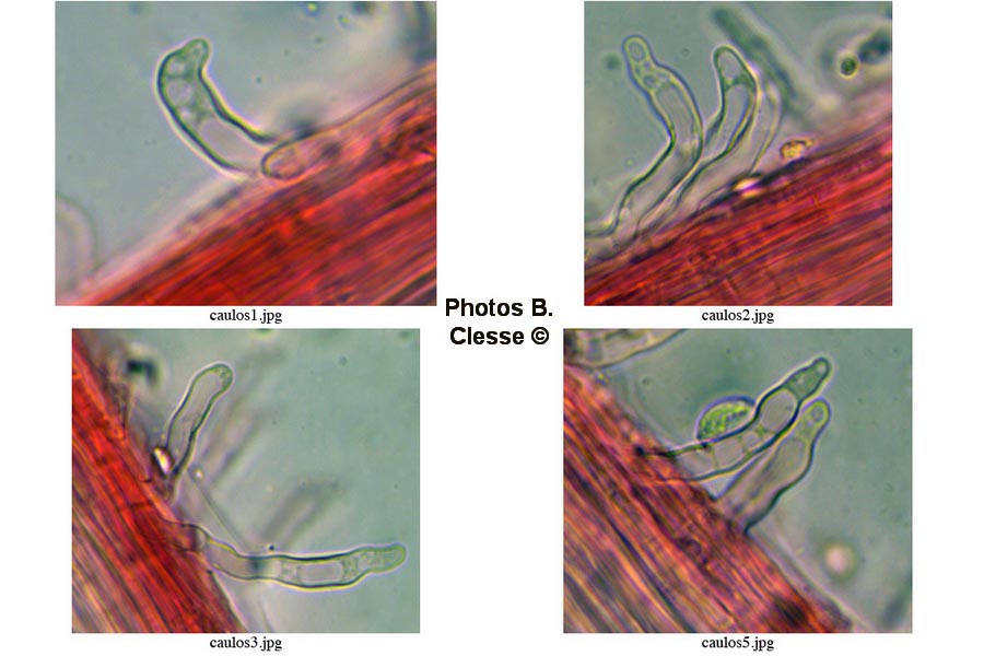 Mycena speirea (Phloeomana speirea)