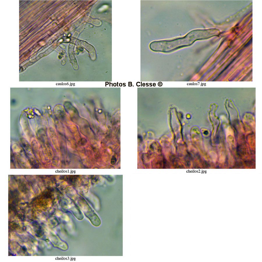 Mycena speirea (Phloeomana speirea)