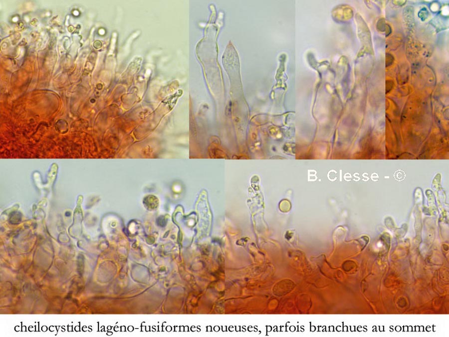 Mycena stipata