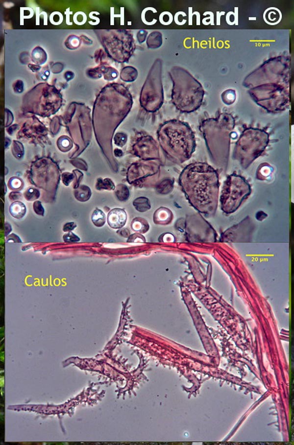 Mycena supina