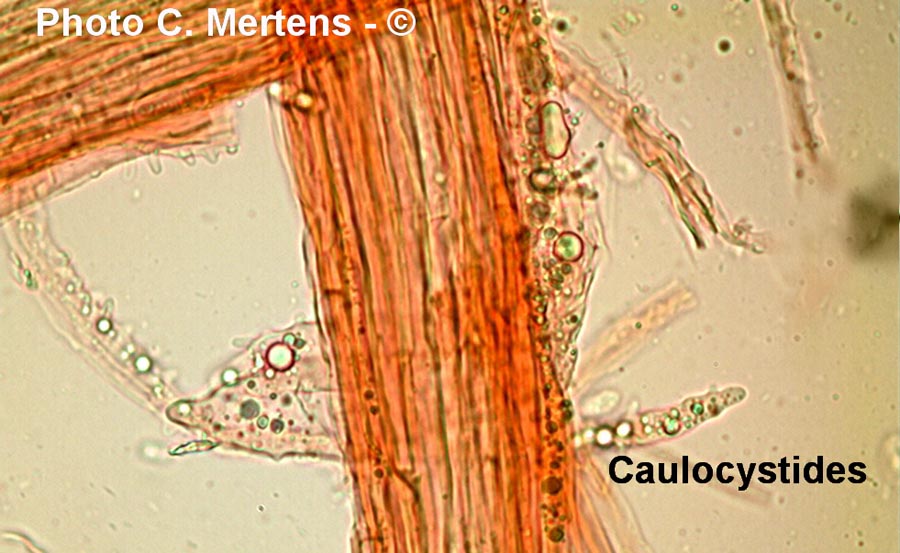 Mycena zephirus