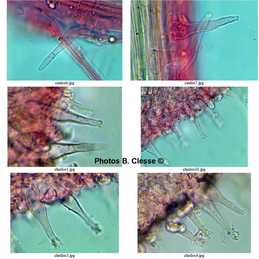 Mycenella margaritispora