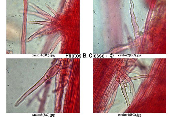 Mycenella trachyspora