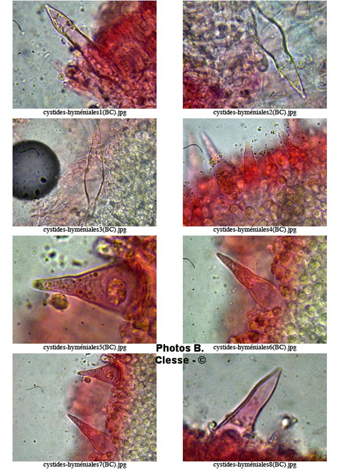 Mycenella trachyspora