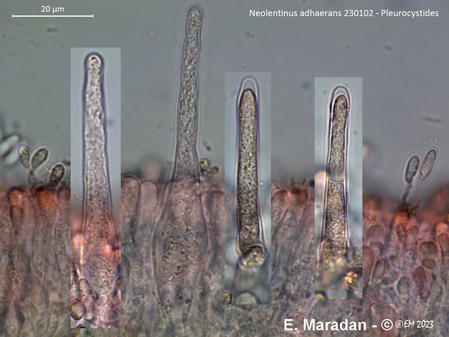 Neolentinus adhaerens