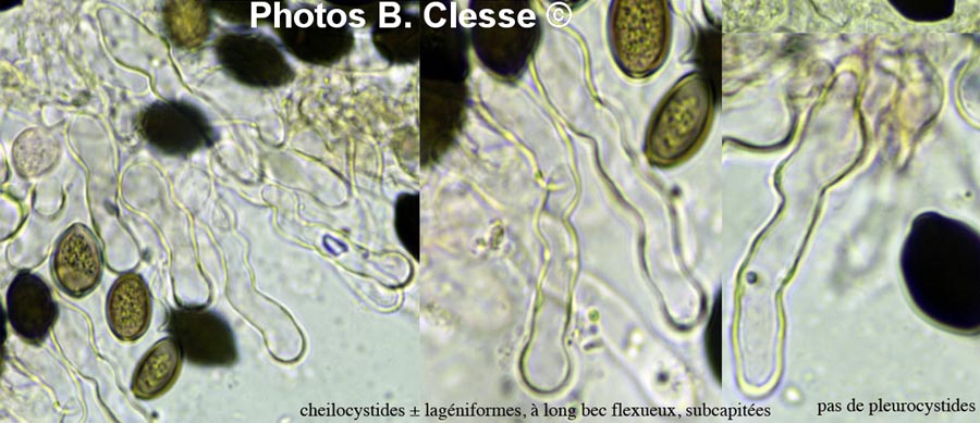 Panaeolus papilionaceus (Panaeolus sphinctrinus)