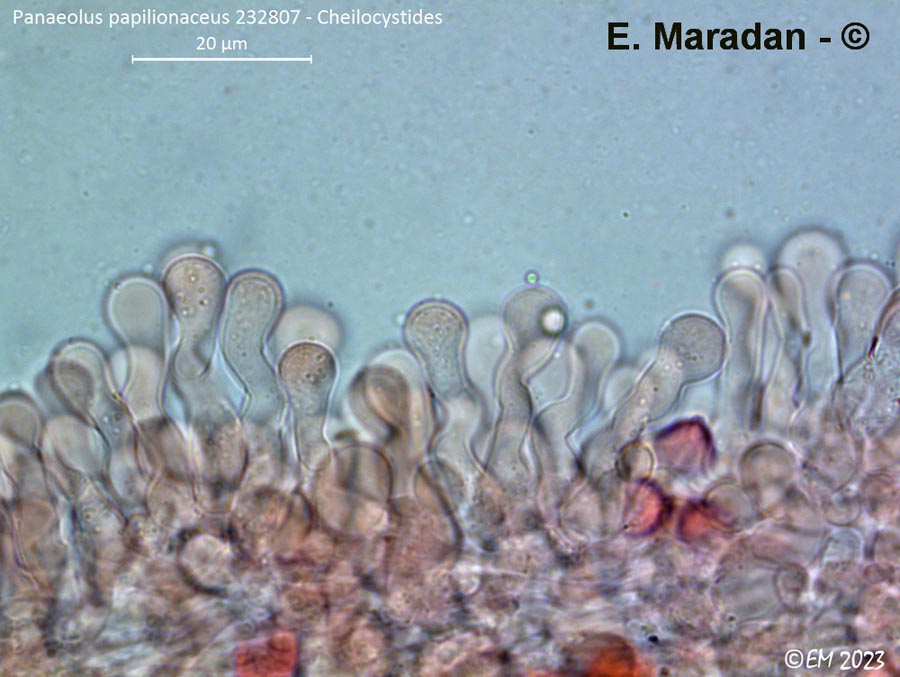 Panaeolus papilionaceus (Panaeolus sphinctrinus)