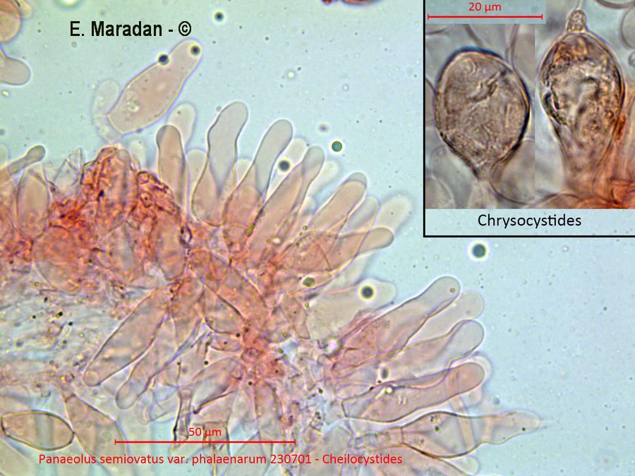 Panaeolus semiovatus (Panaeolus phalaenarum, Panaeolus semiotus var. phalaenarum)