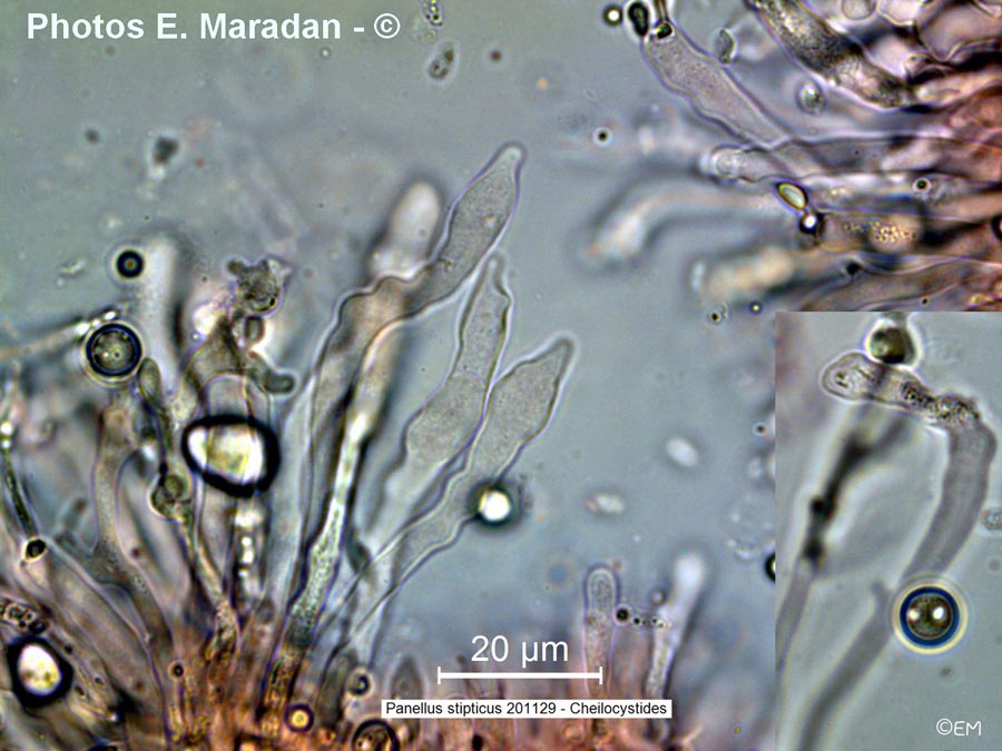 Panellus stipticus