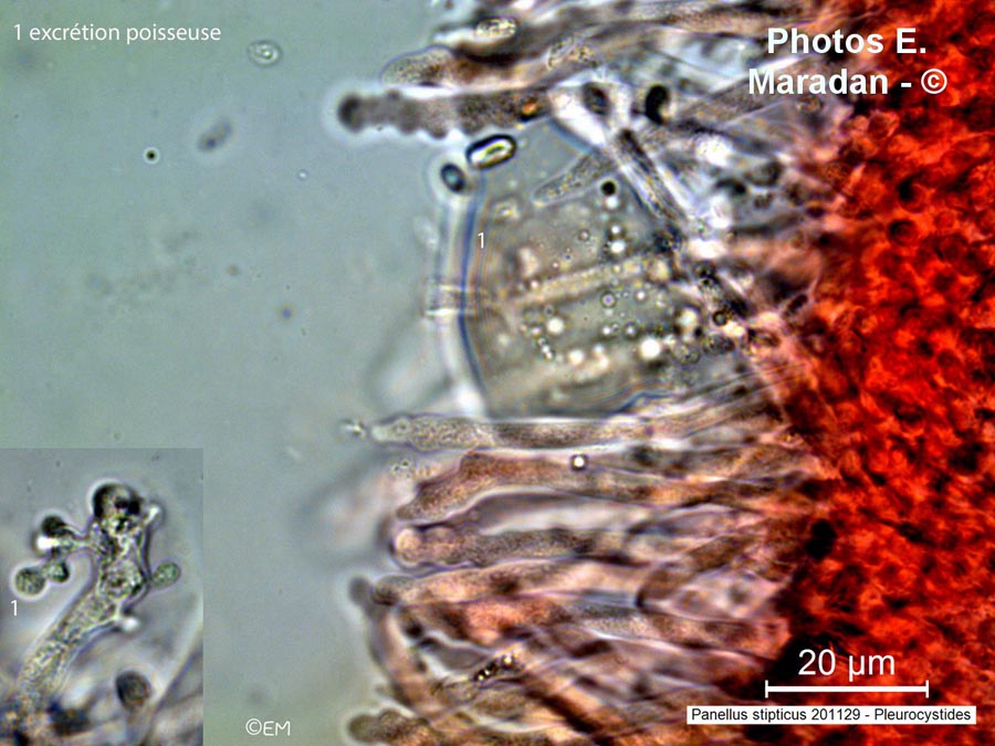 Panellus stipticus